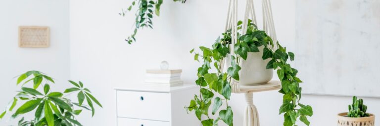 10 Must-Have Indoor Plants for a Lively Home